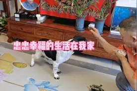退役警犬忠忠幸福的生活在我家，近日又为它做了一个保护关节的事视频封面