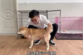 怀孕58天的柴犬，肚子大的像个球竟然能摸到小狗胎动，真是惊呆了