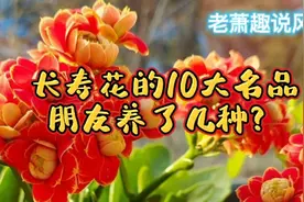 长寿花的10大名品，各有特色！朋友养了几种？（上）视频封面