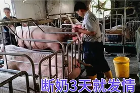 自交母猪产仔率高，断奶3天就发情一边配种一边忙接生视频封面