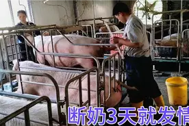 自交母猪产仔率高，断奶3天就发情一边配种一边忙接生视频封面