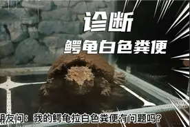 鳄龟疾病诊断：白色粪便