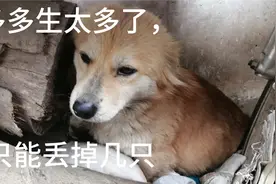狗狗生太多了，只能丢掉几只，不然养不活视频封面