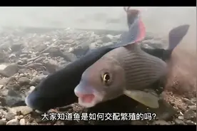 鱼类是如何交配繁殖的