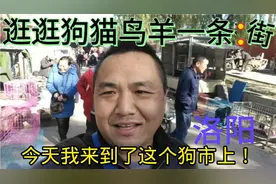 中原洛阳谷水会狗市场视频封面