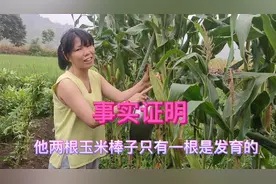 种玉米像种甘蔗一样剥叶子 是不是能高产？一棵长两包又会怎样的视频封面