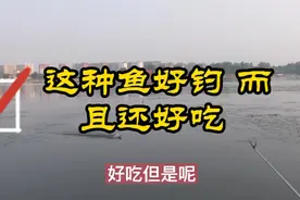 这种鱼好钓 而且更好吃 ！个人实战经验分享 ！视频封面