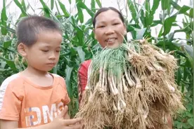 农村宝妈这样腌酸荞头，酸脆爽口，放两年都不会坏