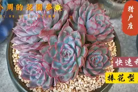 如何快速种植捧花型多肉？这个方法怕不生根？扎不牢？用事实说话视频封面