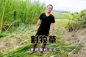 不断的尝试用割草机割牧草的方法，还是最后一个最快最舒服视频封面