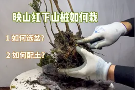 映山红下山桩如何栽成活率高？如何选盆和配土？赶紧看看视频封面