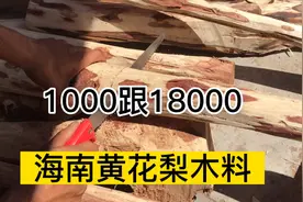 海南黄花梨木料1000元收了一颗树12斤的虫咬料。视频封面