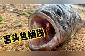 海边退大潮致一批黑头鱼被搁浅，个头不大但是太多了，做个豆腐汤