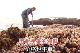 人称鬼脚的鹅颈藤壶，原来是这样采集的，难怪价格昂贵