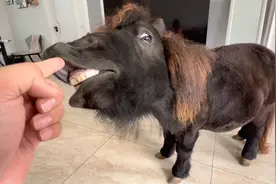 在屋里养矮马是怎样的体验？它的表现让主人头疼，太奇葩了
