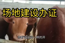 养牛不办证，支持养殖开绿灯，有证没证不能扰民，这是硬规视频封面