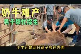 奶牛难产了，男子帮忙接生，合力用绳子把小奶牛拉了出来视频封面