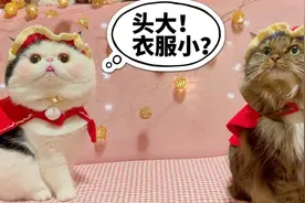 猫咪收到小礼物，不料状况百出，画面又搞笑又温馨！视频封面