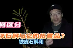 石斛种类很多，小心商家以次充好，从3方面区分金钗石斛的仿冒品视频封面