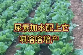 尿素加水配上它，喷啥啥增产！谁喷谁多卖钱！农友们快来看看吧。视频封面