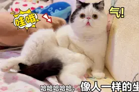 主人不给猫咪零食，它像人一样坐着生气，简直是要成精了视频封面