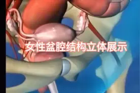女性盆腔结构立体展示！