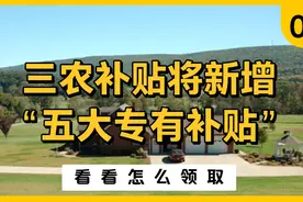 三农补贴将新增“五大专有补贴”！看看怎么领取视频封面