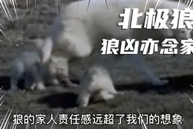 恶劣的北极生活着一个狼族的家庭，老狼为了振兴家庭，耗尽一生！视频封面
