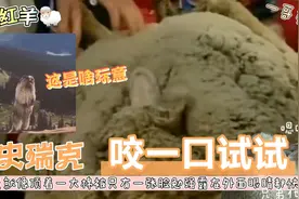 最奇葩的羊，不想被主人剪羊毛，逃跑了6年，连大灰狼也不想吃它视频封面