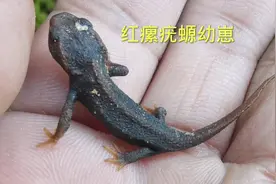红瘰疣螈，国家二级保护动物，现在云南好多地方已经随处可见了视频封面