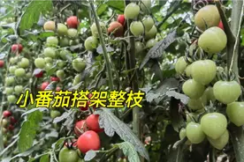 小番茄长得太好了，这样搭架和整枝不仅好看，产量还高视频封面