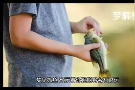梦见抓鱼是什么预兆视频封面