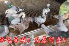 鸽子4天不吃不喝水绿便不断，简单一副种药3天治好，而且不伤鸽体视频封面