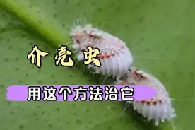 介壳虫为什么这么难治，用洗衣粉加酒加醋也能治它，你认为可行吗视频封面