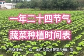 一年24节气各种蔬菜种植时间，什么节气种什么菜，一看就明白视频封面