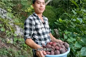 相信没有人在山上吃到过这种野果，果实又香又甜，还没吃口水流了视频封面