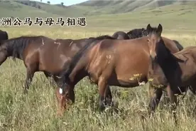 印度公马与母马相遇，和欧洲的公马与母马相遇区别很大，格局差别视频封面