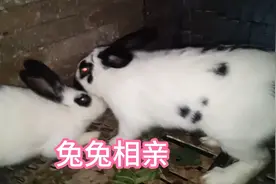 兔兔相亲，公兔见面就咬，这是要报上次被揍的仇吗？视频封面