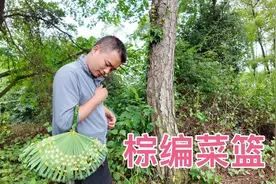 闺女想要一个菜篮子，爸爸用棕树编一只菜篮送闺女，实用又好看！视频封面