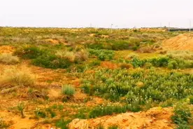 武威：这里是腾格里沙漠边缘的生态移民区，如今设施农业正在崛起