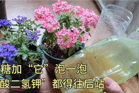 红糖加“它”泡一泡，就是开花磷钾肥，磷酸二氢钾都得靠边站。视频封面