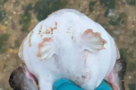 小伙刚到海边发现一条大丑鱼，大大的嘴巴白白的肚皮，是什么鱼？