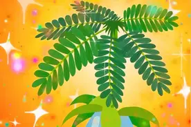 小头爸爸带来了一盆含羞草！大头儿子高兴，将含羞草带去房间里。