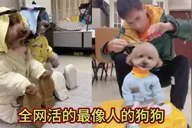 一只行为举止像人的泰迪犬，会看电视，会读书，智商堪比6岁孩子