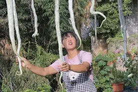 第一年栽这个蛇豆长得也太多了，摘两根来炒起软软的特别好吃