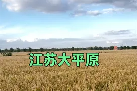 江苏大平原，丰收在望，大自然的馈赠！#四川#贵州#云南视频封面