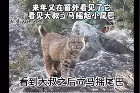 只要肉管够，我猞猁也不是不可以当家猫的！😂😂😂😂😂