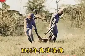 1944年录像，孙立人指挥远征军全歼日军5000人，拖出日军枪毙镜头视频封面