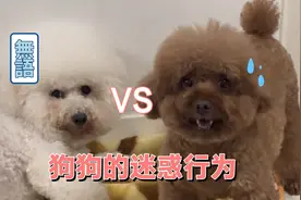 拍下小狗“做坏事”现场！视频封面
