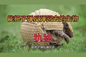 可以把子弹反弹回去的生物：犰狳